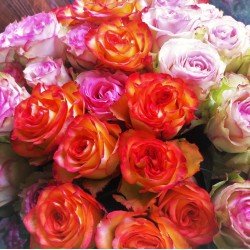 31 разноцветни рози